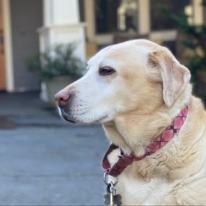 Meet your Posher, Ted